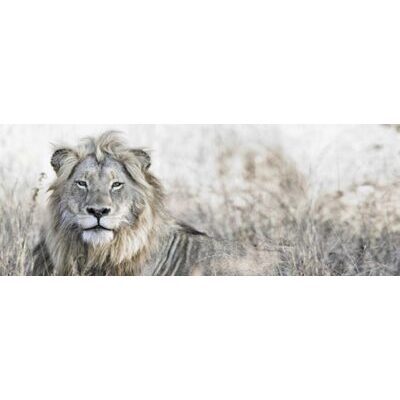 Canvas 57x150 cm Lion out in the Field